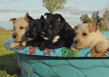 scottish terrier puppies