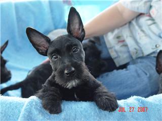 white scottie dog for sale