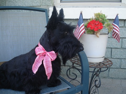 Scottish Terrier Missy