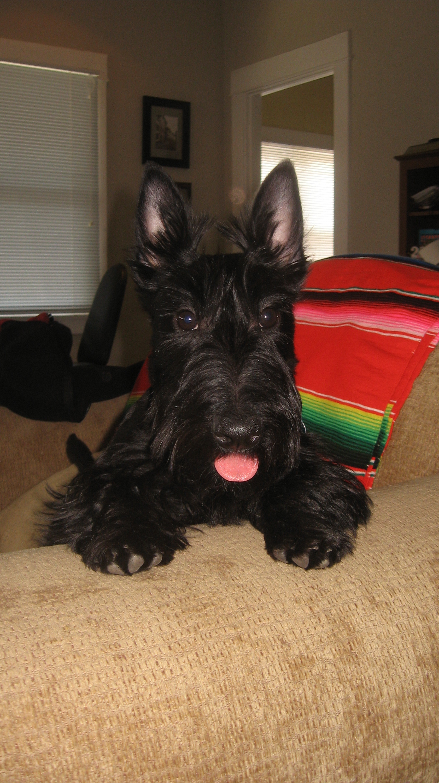 Scottish Terriers For Sale Scottish Terrier Breeder