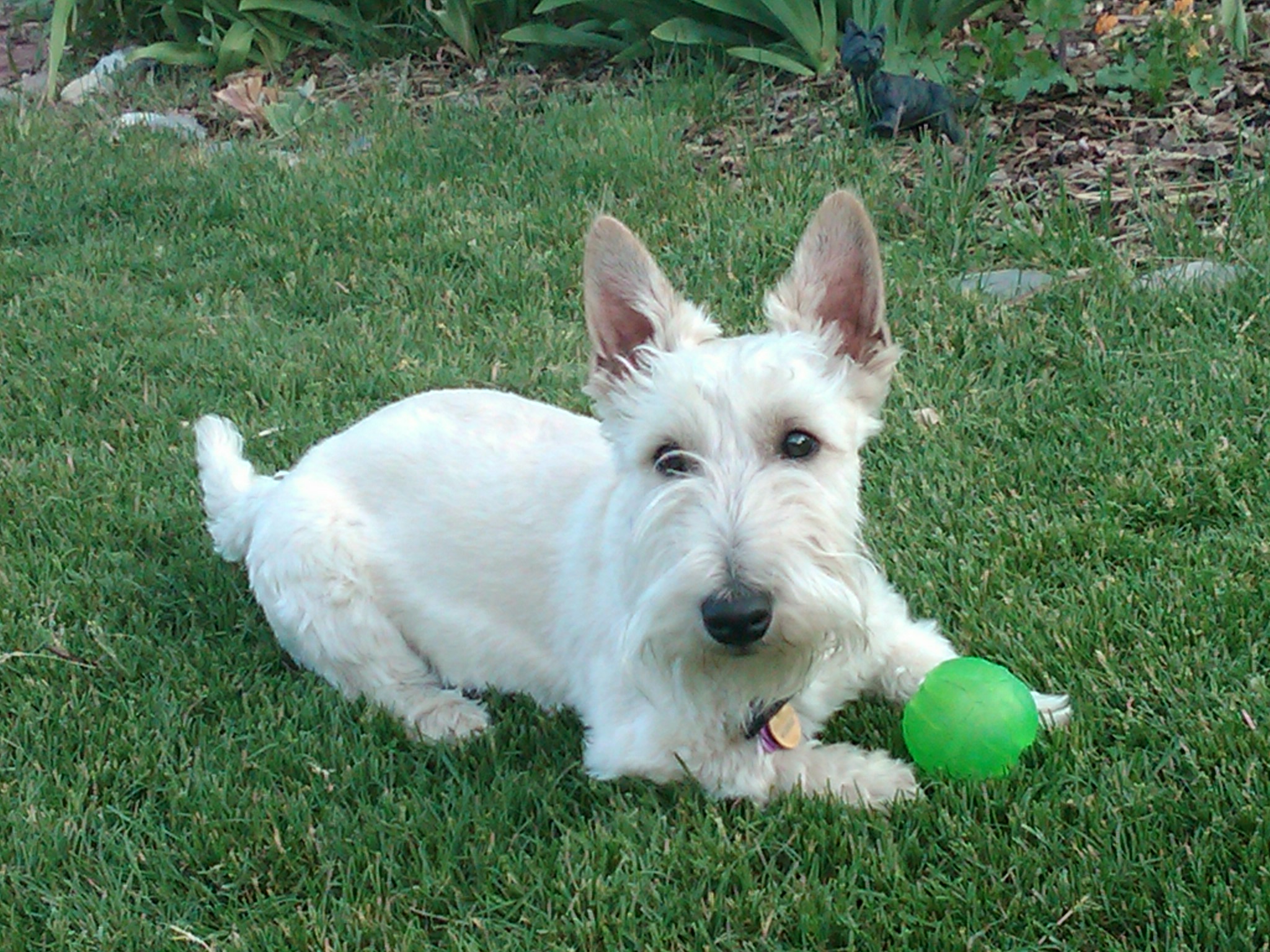 Scottish Terriers For Sale Scottish Terrier Breeder