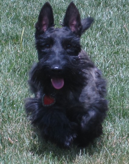 Scottish Terrier Princesses